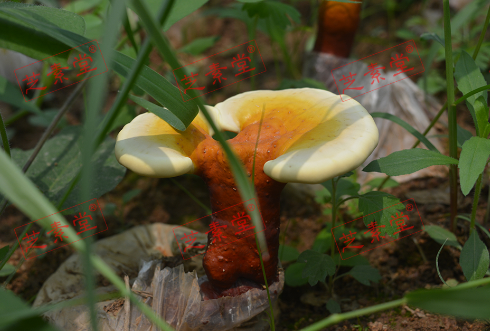18能喝灵芝孢子粉吗?有影响吗？-第1张图片-破壁灵芝孢子粉研究指南