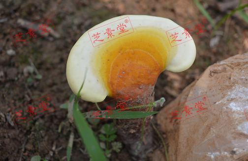 灵芝孢子粉有保质期吗？效果怎么样？-第1张图片-破壁灵芝孢子粉研究指南
