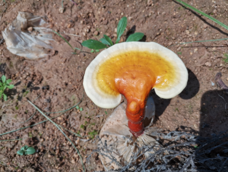 灵芝孢子粉和茶能同时吃吗？-第1张图片-破壁灵芝孢子粉研究指南