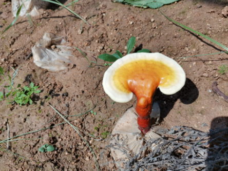胃息肉能吃破壁灵芝孢子粉吗？效果怎么样？-第1张图片-破壁灵芝孢子粉研究指南