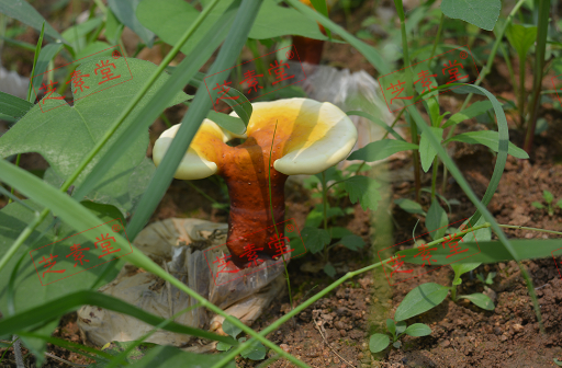 灵芝孢子粉管什么用主要？-第1张图片-破壁灵芝孢子粉研究指南