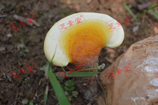 国产破壁灵芝孢子粉十大排名第一是哪个呢？-第1张图片-破壁灵芝孢子粉研究指南