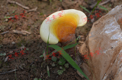 灵芝孢子粉饭后吃好吗效果？-第1张图片-破壁灵芝孢子粉研究指南