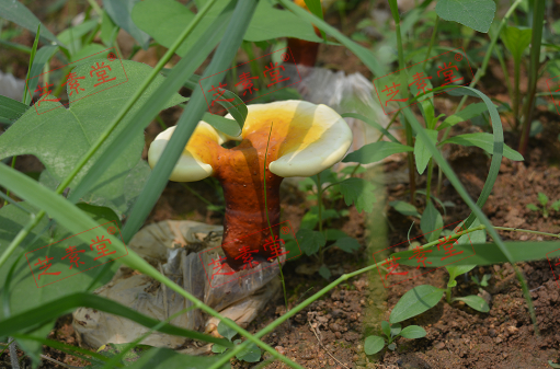 灵芝和灵芝孢子粉有什么区别呢？-第1张图片-破壁灵芝孢子粉研究指南