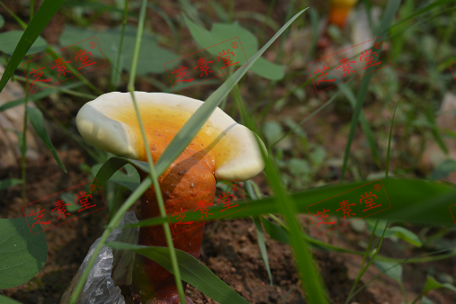 灵芝孢子粉补血快吗？好不好呢？-第1张图片-破壁灵芝孢子粉研究指南