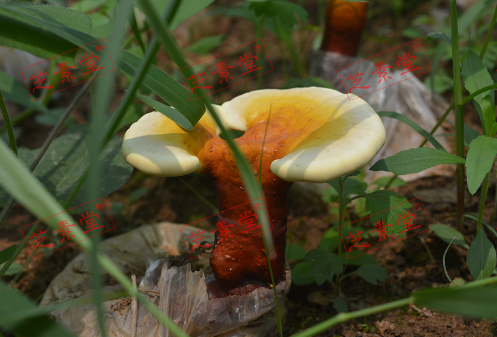 血糖高能吃灵芝孢子粉吗?灵芝孢子粉对血糖效果怎么样？-第1张图片-破壁灵芝孢子粉研究指南