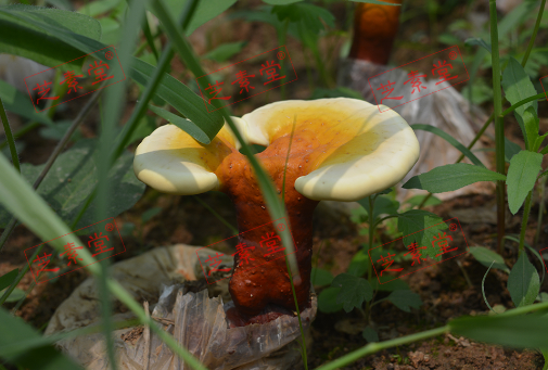 最好的灵芝孢子粉多少一斤?-第1张图片-破壁灵芝孢子粉研究指南