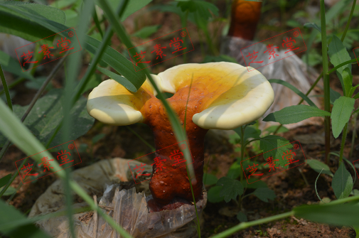 灵芝孢子粉能和黄芪一起喝吗？安全吗？-第1张图片-破壁灵芝孢子粉研究指南