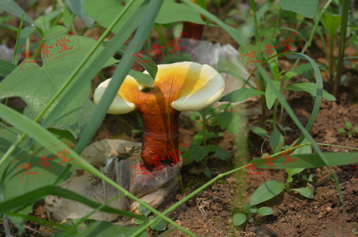 肺癌晚期可以喝灵芝孢子粉吗？安全吗？-第1张图片-破壁灵芝孢子粉研究指南