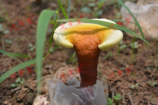 灵芝孢子粉什么人不适合食用呢?-第1张图片-破壁灵芝孢子粉研究指南 灵芝孢子粉什么人不适合食用呢?-第1张图片-破壁灵芝孢子粉研究指南