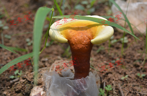 痰湿体质能吃灵芝孢子粉吗？-第1张图片-破壁灵芝孢子粉研究指南