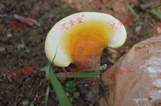 灵芝孢子粉怎么服法主要呢？-第1张图片-破壁灵芝孢子粉研究指南