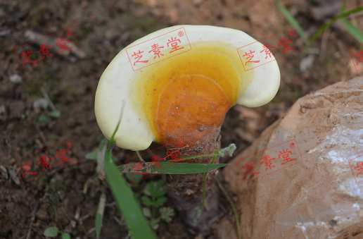 破壁灵芝孢子粉服用方法什么时间服效果好呢？-第1张图片-破壁灵芝孢子粉研究指南