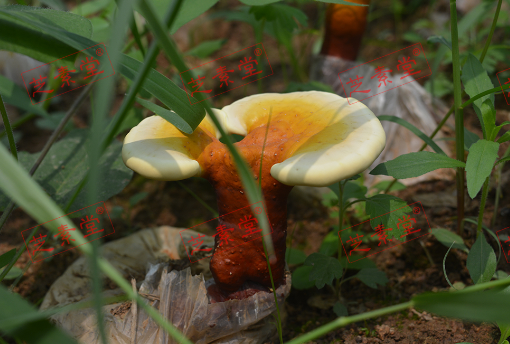 破壁灵芝孢子粉壮阳吗？-第1张图片-破壁灵芝孢子粉研究指南