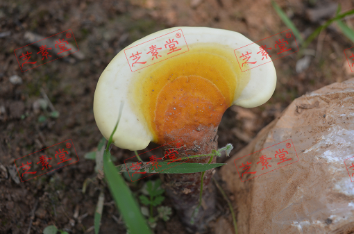 灵芝孢子的吃法具体是怎样的呢？-第1张图片-破壁灵芝孢子粉研究指南