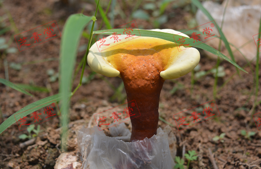 灵芝孢子粉的付作用你知道吗？-第1张图片-破壁灵芝孢子粉研究指南