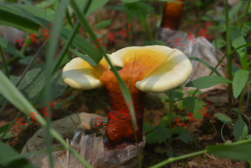 灵芝孢子粉每天吃多少量合适呢？-第1张图片-破壁灵芝孢子粉研究指南