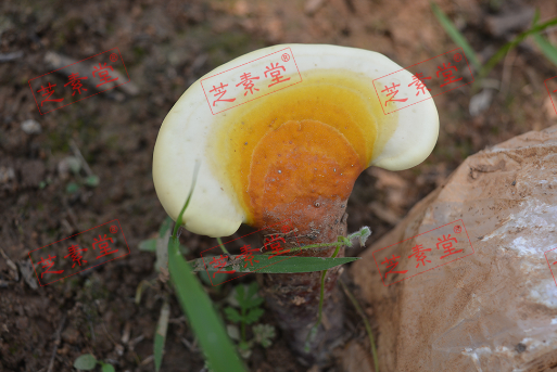 灵芝孢子粉可以直接口服吗？-第1张图片-破壁灵芝孢子粉研究指南