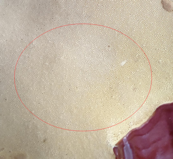 灵芝孢子粉是什么东西？-第1张图片-破壁灵芝孢子粉研究指南