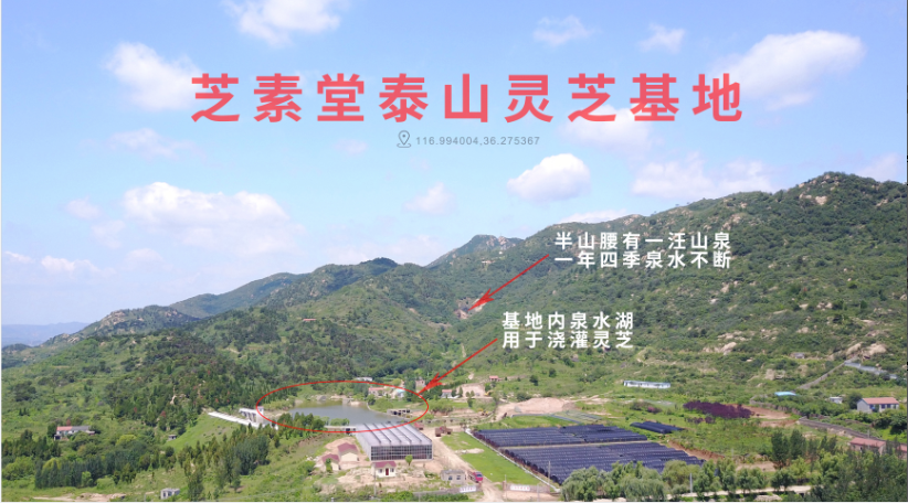 灵芝孢子粉哪个牌子好，决定灵芝孢子粉价值的因素有哪些-第1张图片-破壁灵芝孢子粉研究指南