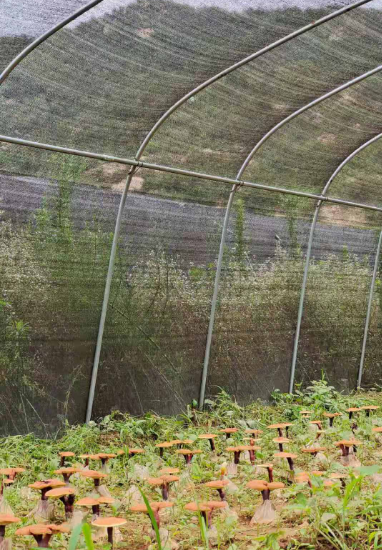 长白山灵芝孢子粉怎么样，灵芝孢子粉哪个牌子好-第2张图片-破壁灵芝孢子粉研究指南