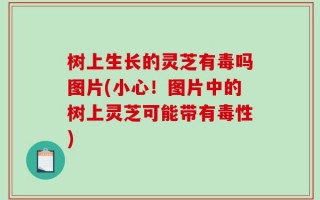 树上生长的灵芝有毒吗图片(小心！图片中的树上灵芝可能带有毒性)