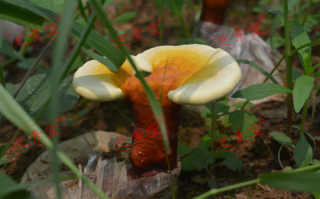 灵芝孢子粉怎么喝一天喝多少呢？