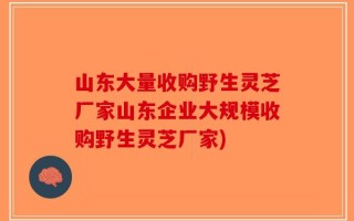 山东大量收购野生灵芝厂家山东企业大规模收购野生灵芝厂家)