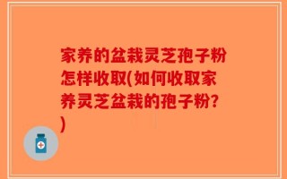 家养的盆栽灵芝孢子粉怎样收取(如何收取家养灵芝盆栽的孢子粉？)