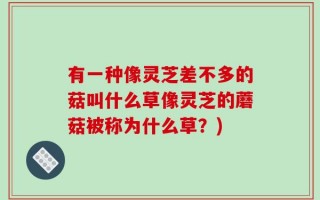 有一种像灵芝差不多的菇叫什么草像灵芝的蘑菇被称为什么草？)