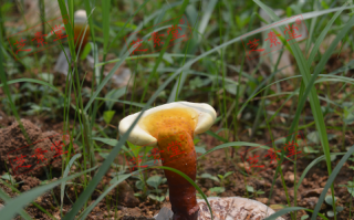香港同仁堂灵芝孢子粉价格贵吗？