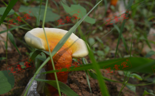 灵芝孢子粉能降血压吗？效果好不好呢？