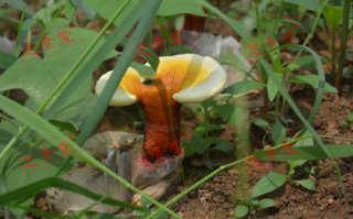 吃灵芝孢子粉胶囊有什么好处到底？