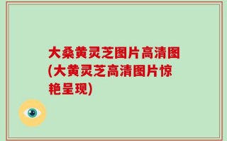 大桑黄灵芝图片高清图(大黄灵芝高清图片惊艳呈现)