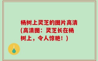 杨树上灵芝的图片高清(高清图：灵芝长在杨树上，令人惊艳！)