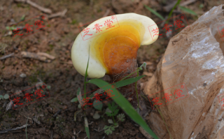 服用灵芝孢子粉可以喝酒吗？