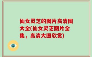 仙女灵芝的图片高清图大全(仙女灵芝图片全集，高清大图欣赏)