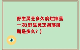 野生灵芝多久腐烂掉落一次(野生灵芝凋落周期是多久？)