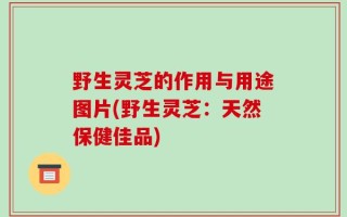 野生灵芝的作用与用途图片(野生灵芝：天然保健佳品)