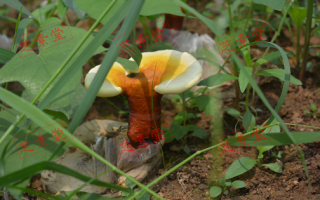 北芝堂破壁灵芝孢子粉怎么样到底？