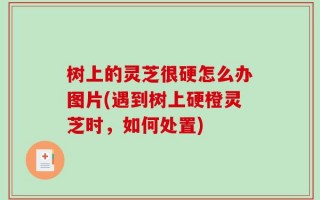 树上的灵芝很硬怎么办图片(遇到树上硬橙灵芝时，如何处置)