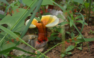 灵芝孢子粉干吃可以吗？