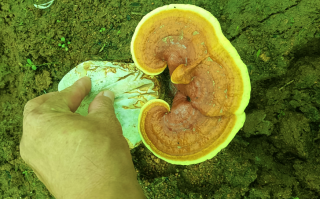 灵芝孢子粉主要管什么的？一篇看懂
