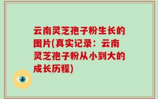 云南灵芝孢子粉生长的图片(真实记录：云南灵芝孢子粉从小到大的成长历程)