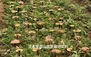 头道灵芝孢子粉是怎么回事？ 头道灵芝孢子粉更好吗？