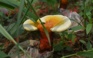灵芝孢子粉每天吃多少量合适呢？