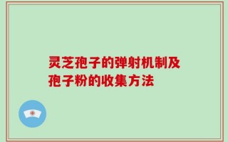 灵芝孢子的弹射机制及孢子粉的收集方法