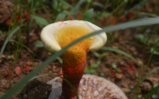 灵芝孢子粉要长期吃吗？有没有副作用？