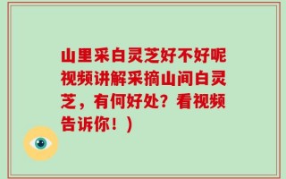 山里采白灵芝好不好呢视频讲解采摘山间白灵芝，有何好处？看视频告诉你！)