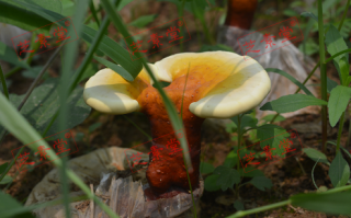 肝癌晚期可以吃灵芝孢子粉吗？效果好不好？